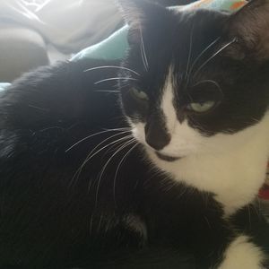 Meet your Posher, Monica